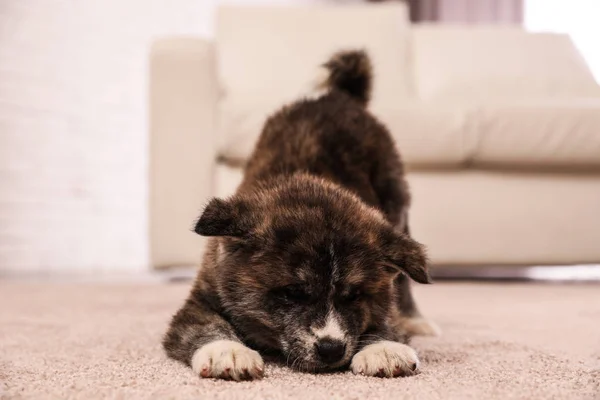 Cute Akita Inu Puppy Indoors Friendly Dog — стокове фото