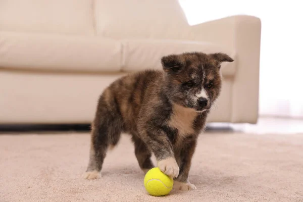 Цуценя Cute Akita Inu Ячем Приміщенні Грайливий Собака — стокове фото