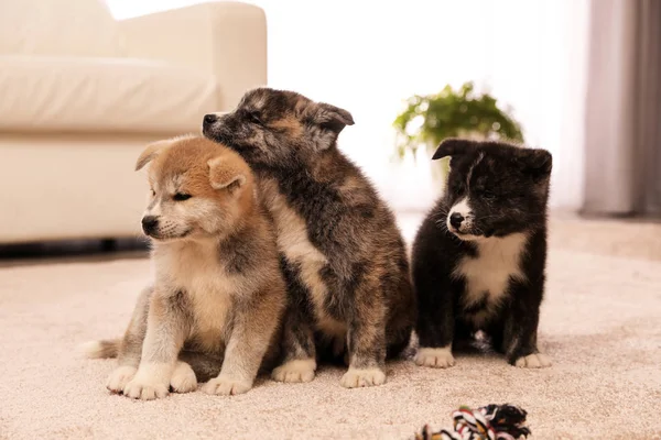 Cute Akita Inu Puppies Indoors Friendly Dogs — ストック写真