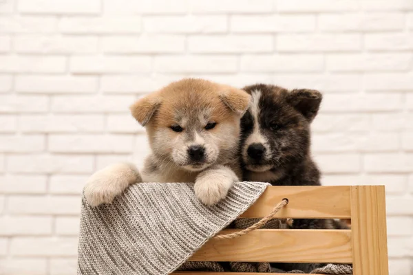Akita inu puppies in wooden crate against white brick wall. Cute dogs