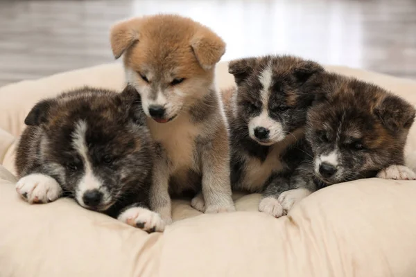 Chiots Akita inu sur oreiller pour animaux de compagnie. Chiens mignons — Photo