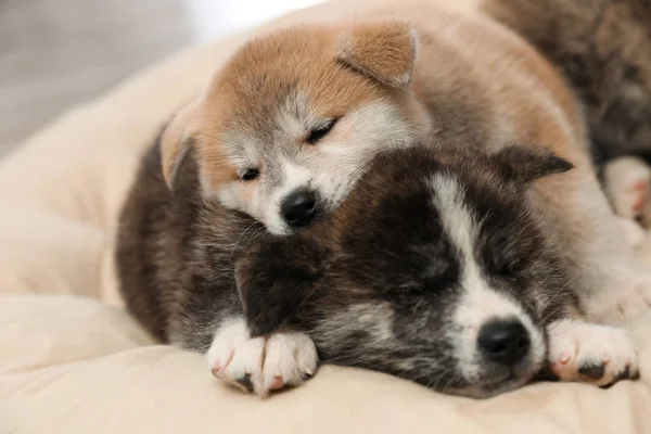 Cachorros Akita inu en almohada para mascotas. Lindos perros — Foto de Stock