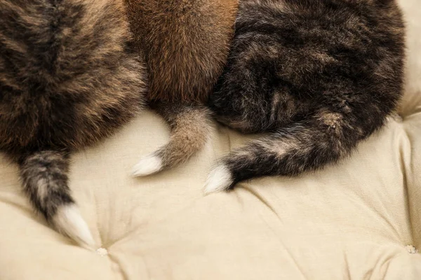 동물용 베개에 아키타 강아지 귀여운 — 스톡 사진