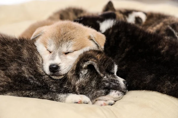 Akita Inu Welpen Auf Streichelkissen Niedliche Hunde — Stockfoto