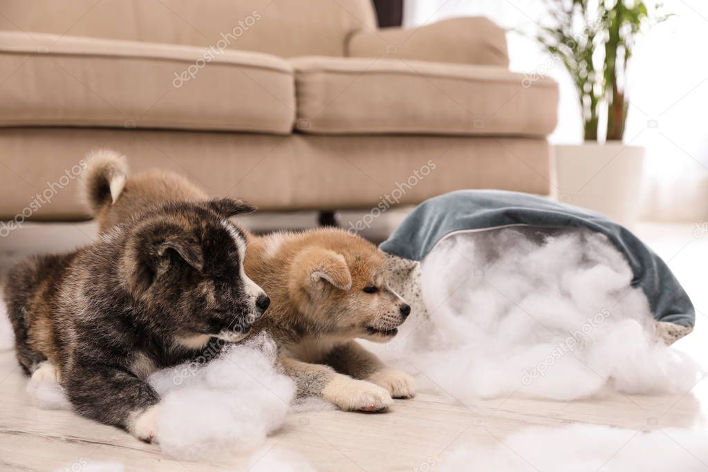 Cute Akita inu puppies playing with ripped pillow filler indoors. Mischievous dogs