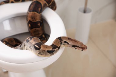 Tuvaletteki kahverengi boa yılanı.