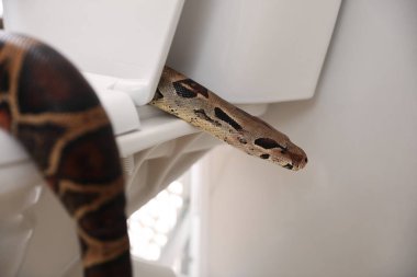 Brown boa constrictor on toilet bowl in bathroom clipart