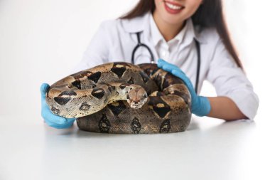 Klinikte boa yılanını muayene eden kadın veteriner, yakın plan.