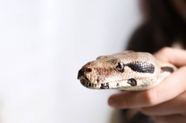 Evde boa yılanı olan bir kadın, yakın plan. Egzotik hayvan