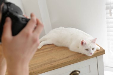 Profesyonel hayvan fotoğrafçısı güzel beyaz kedinin fotoğrafını çekiyor.