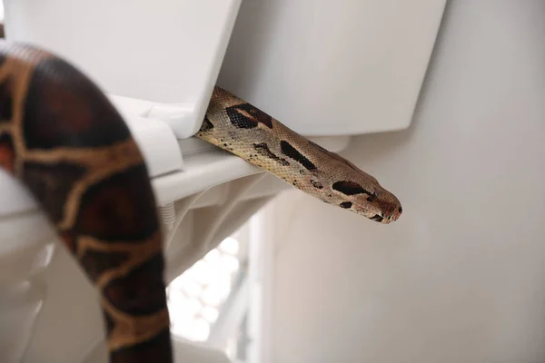 Snake in the toilet. on Behance