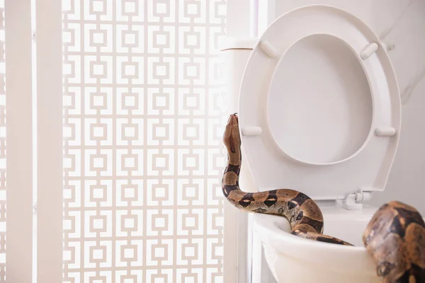 浴室のトイレボウルに茶色のボアコンクリータ — ストック写真