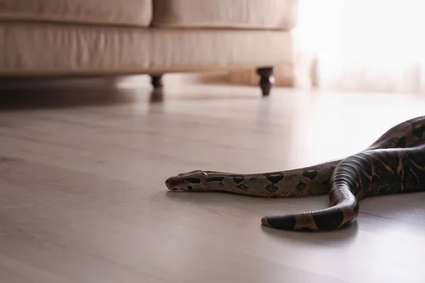 棕色的蟒蛇在房间的地板上爬行 — 图库照片