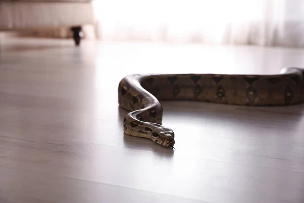 Brown Boa Constrictor Crawling Floor Room — Stock Photo, Image