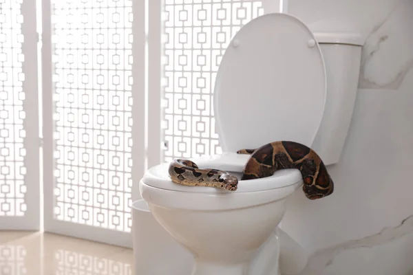 Brown Boa Constrictor Toilet Bowl Bathroom — Stock Photo, Image