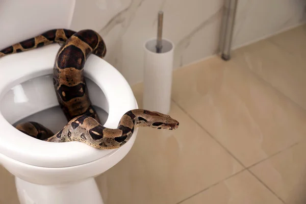 100+ Toilet Snake Stock Photos, Pictures & Royalty-Free Images - iStock