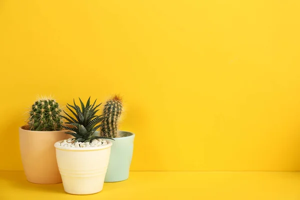 Piękne Kaktusy Żółtym Tle Miejsce Tekst — Zdjęcie stockowe