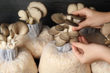 Ahşap arka planda istiridye mantarlarının kalitesini kontrol eden bir kadın, yakın plan. Mantar yetiştirme