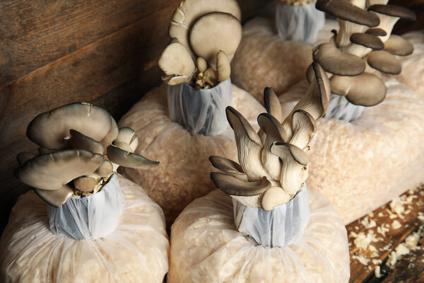 Oyster mushrooms growing in sawdust on wooden background. Cultivation of fungi