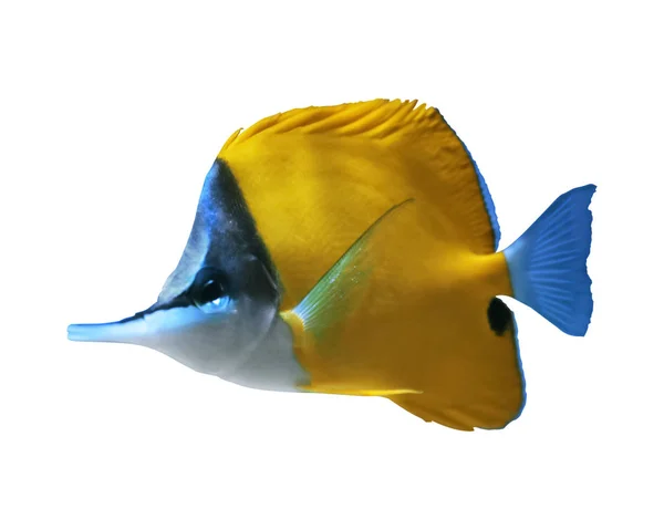 Bellissimo Pesce Farfalla Naso Lungo Giallo Sfondo Bianco — Foto Stock