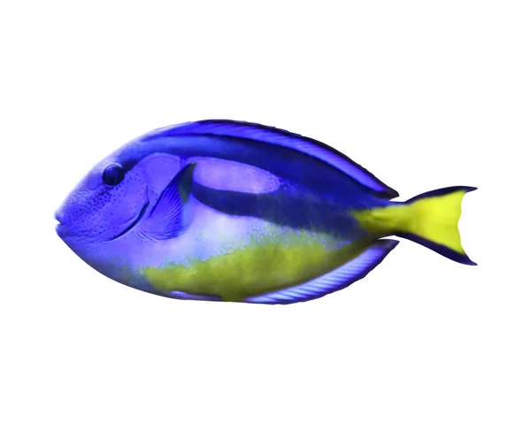Красива Яскрава Риба Тангу Білому Тлі — стокове фото