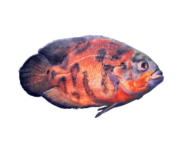 Красива Яскрава Риба Оскар Білому Тлі — стокове фото