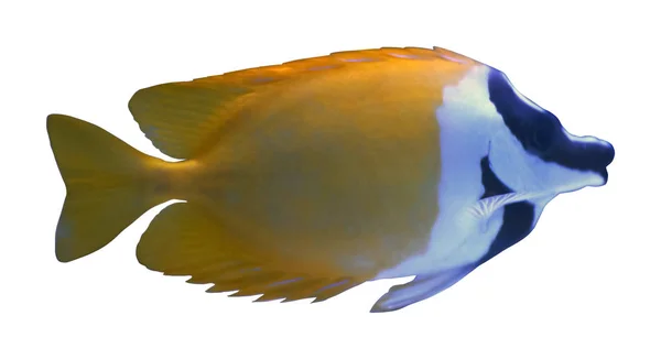 Beyaz Arka Planda Güzel Sarı Uzun Burunlu Kelebek Balığı — Stok fotoğraf