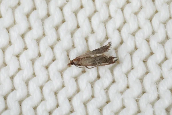 Common clothes moth (Tineola bisselliella) on white knitted fabric, closeup