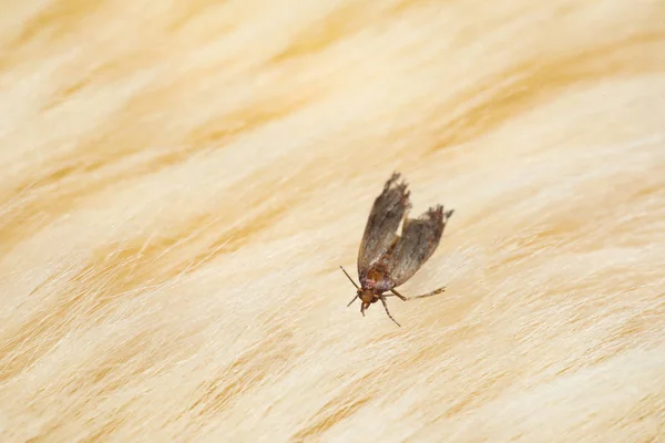 Common clothes moth (Tineola bisselliella) on light fur, closeup