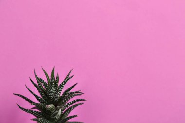 Pembe arka planda güzel sulu (Haworthia fasciata)