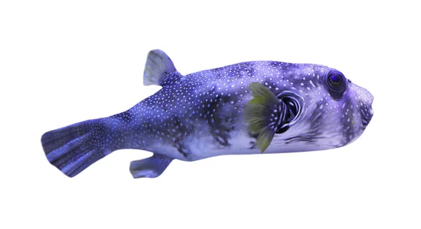 Beyaz Arka Planda Güzel Parlak Tropik Kirpi Balığı — Stok fotoğraf