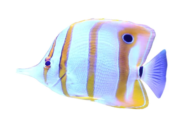 Beyaz Arka Planda Güzel Bakır Bantlı Kelebek Balığı — Stok fotoğraf