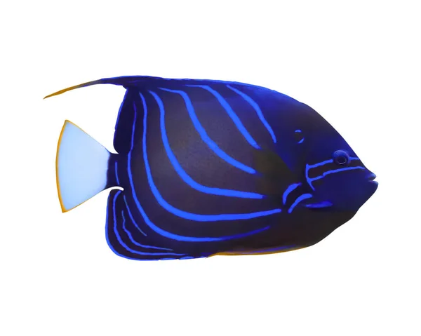 Beyaz Arka Planda Güzel Mavi Bir Melek Balığı — Stok fotoğraf