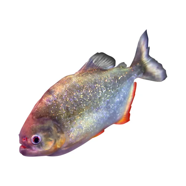 Bright Shiny Piranha Fish White Background — Stock Photo, Image