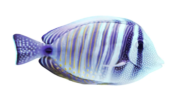 Bellissimo Pesce Farfalla Luminoso Sfondo Bianco — Foto Stock