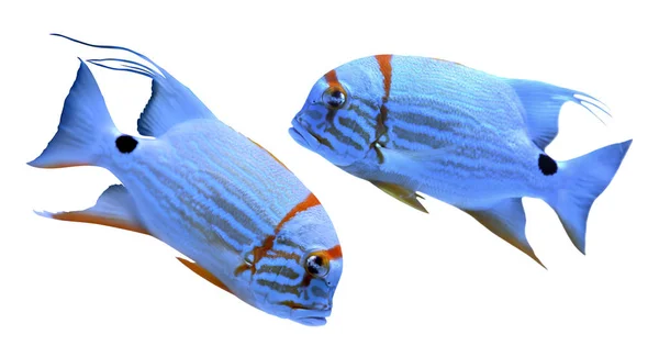 Kolaż Piękny Jasny Tropikalny Angelfish Białym Tle — Zdjęcie stockowe
