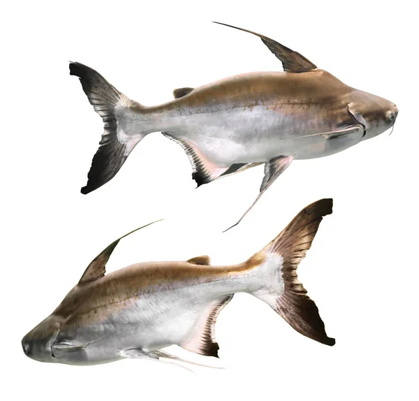 Collage Gaff Topsail Catfish White Background — 图库照片