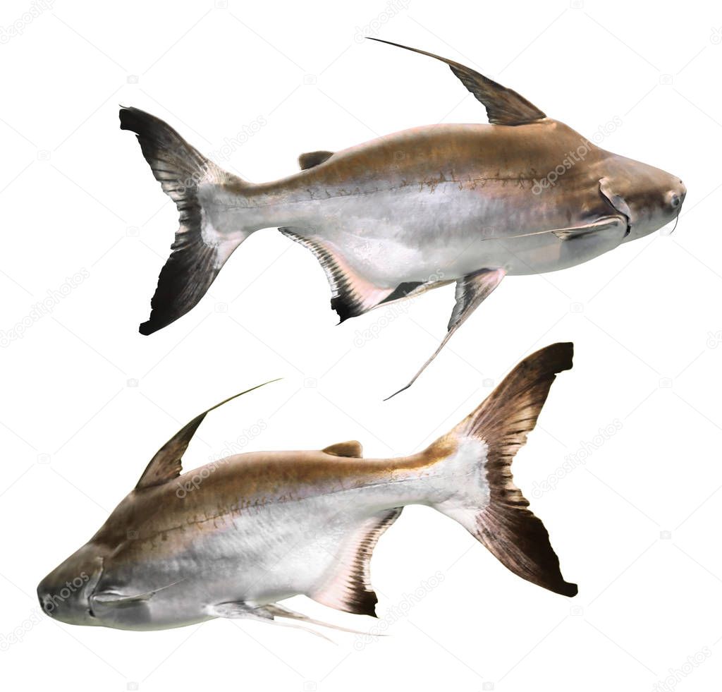 Collage of gaff topsail catfish on white background