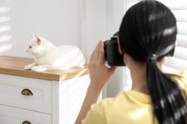 Profesyonel hayvan fotoğrafçısı içeride güzel beyaz kedi fotoğrafı çekiyor.