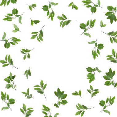 Beyaz arka planda taze narenciye yapraklarından yapılmış bir çerçeve. Metin için boşluk