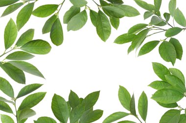 Beyaz arka planda taze narenciye yapraklarından yapılmış bir çerçeve. Metin için boşluk