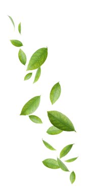 Taze yeşil narenciye beyaz arka plan üzerinde bırakır