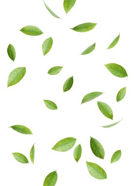 Beyaz arka planda taze narenciye yaprakları uçuşuyor.