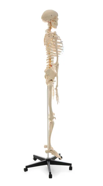 Umělý model lidské kostry izolovaný na bílém — Stock fotografie