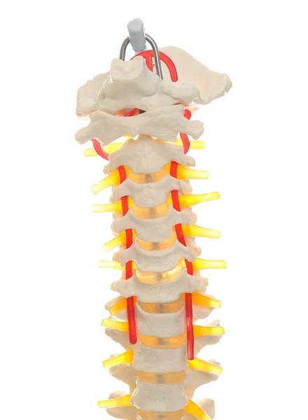 人工人間の脊椎モデルは白で隔離され密接に — ストック写真