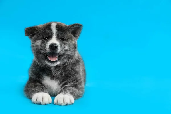 薄い青の背景にかわいい秋田犬の子犬 テキストのためのスペース 優しい犬 — ストック写真