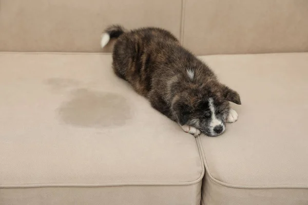 Cute szczeniak Akita inu w pobliżu mokrej plamy na kanapie. Niewyszkolony pies — Zdjęcie stockowe