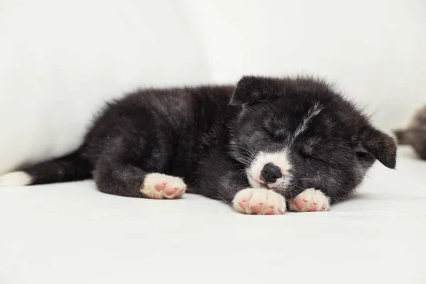 Akita Inu Welpen Schlafen Auf Dem Sofa Niedlicher Hund — Stockfoto