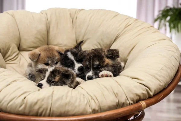 Akita Inu Welpen Papasan Stuhl Drinnen Niedliche Hunde — Stockfoto