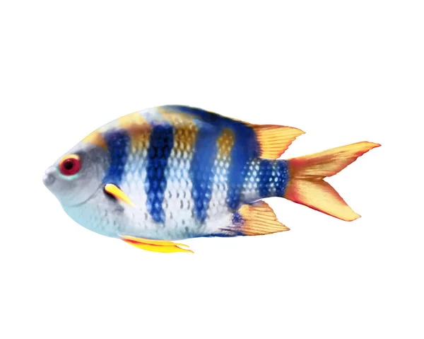 Beautiful Sergeant Major Fish White Background — Stock Photo, Image